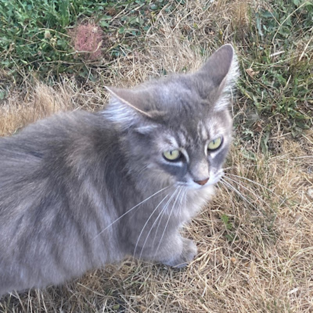 Meet your Posher, Carrot